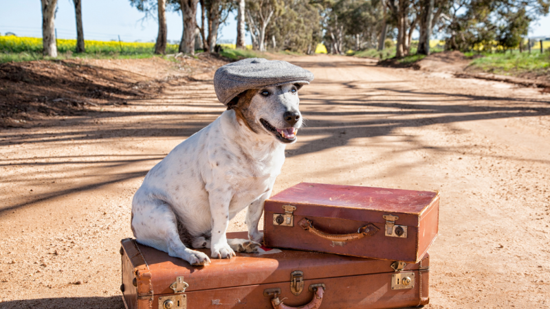 Best Dog Friendly Places To Travel