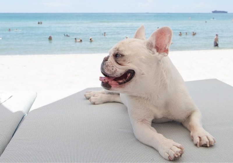 Dog Friendly Getaways Near Chicago