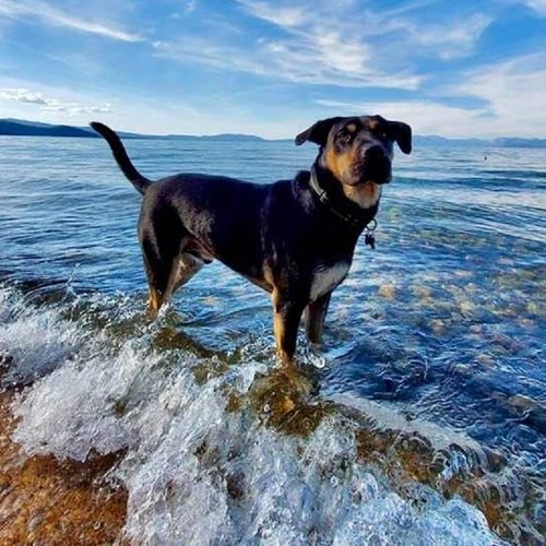 Dog-friendly Vacations In Southern California